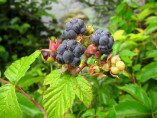 Rubus caesius / Mûre ronce bleue