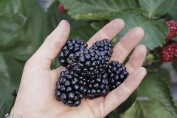 Rubus fruticosus 'Mont Blanc' / Mûrier ronce