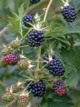 Rubus fruticosus 'Oregon Thornless' / Mûrier ronce sans épine