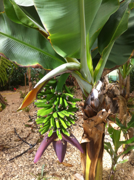 Musa cavendish gruesa ( bananier fruitier)