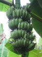 Musa dwarf Namwah kohm 'Pisang awak' (bananier fruitier)