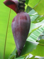 Musa dwarf Namwah kohm 'Pisang awak' (bananier fruitier)