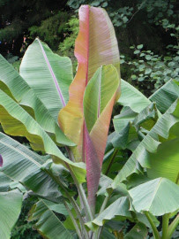 Musa griersonii