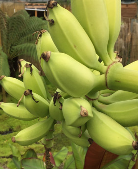 Musa himalayensis speciosa