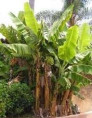 Musa 'Rajapuri india'* / Banane pomme / Bananier  fruitier