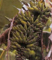 Musa 'Rajapuri india'* / Banane pomme / Bananier  fruitier