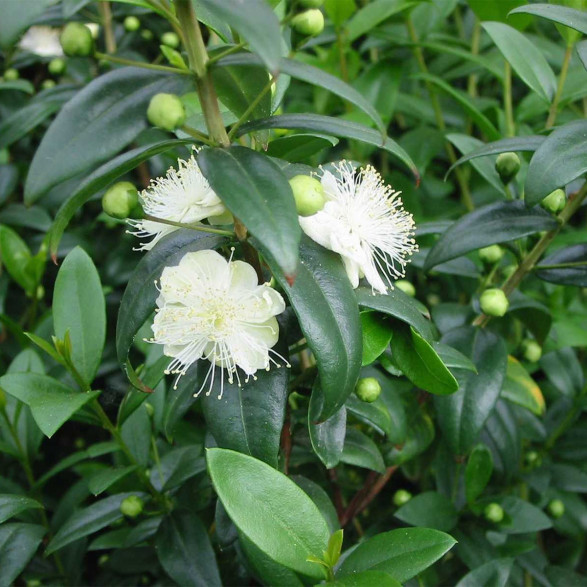 Myrtus communis / Myrte commune