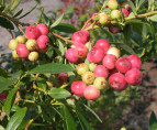 Vaccinium corymbosum 'Pink limonade' / Myrtillier