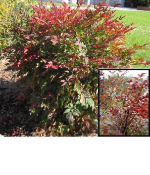 Nandina Domestica