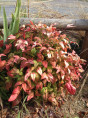 Nandina domestica 'Fire power'