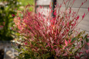 Nandina Domestica red light