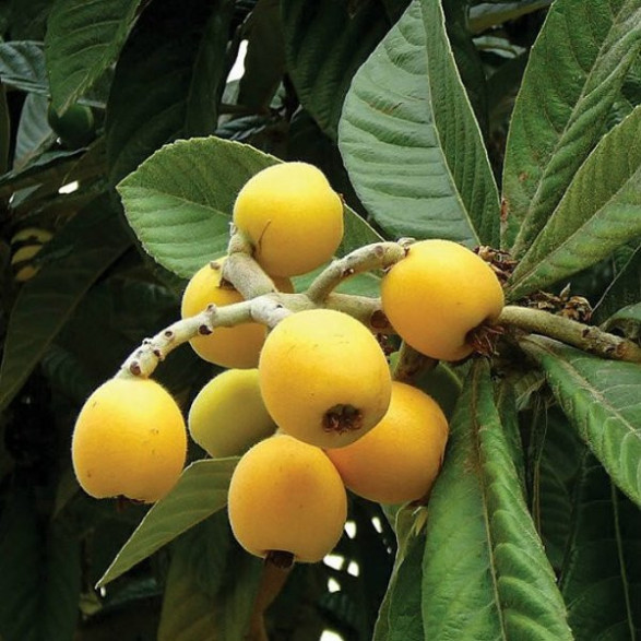 Eriobotrya japonica 'Tanaka' / Néflier du Japon / Bibacier