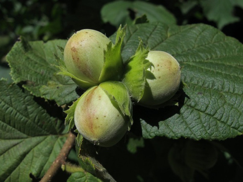 Corylus 'Merveille de bollwiller' / Noisetier