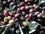 Olea 'Cailletier' / Olivier à fruit