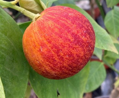 Citrus x sinensis 'Arcobal' / Oranger