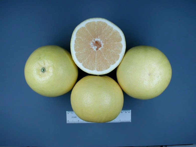 Citrus paradisi / Pomelos jaune