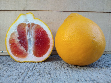 Citrus maxima Valentine / Pamplemousse