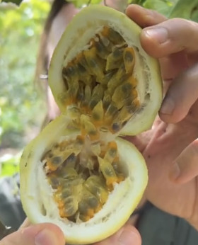 Passiflora edulis 'Panama gold' / Passiflore / Fruit de la pas.