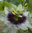 Passiflora edulis 'Panama gold' / Passiflore / Fruit de la pas.