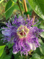 Passiflora incarnata 'Eia Popeia®' de bouture / Passiflore