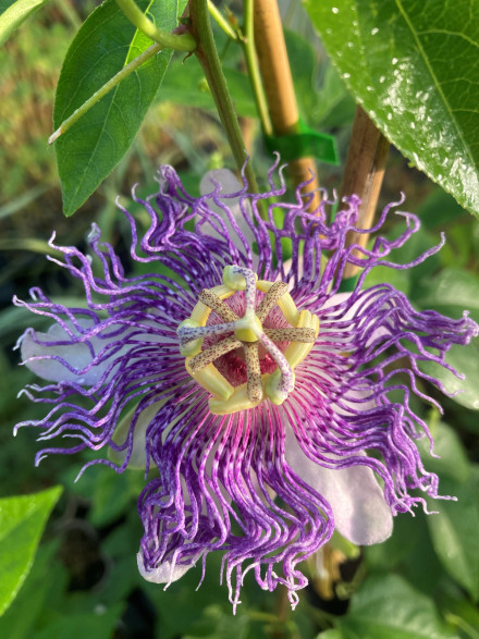 Passiflora incarnata 'Eia Popeia®' de bouture / Passiflore