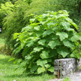 Paulownia tomentosa (imperialis)