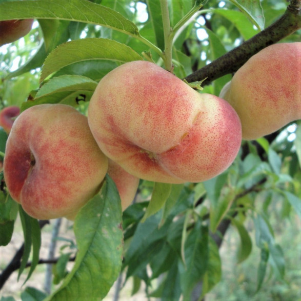 Prunus persica 'FlatNice regalcake®' / Pêche plate blanche