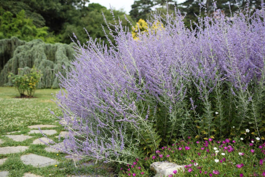 Perovskia atriplicifolia 'Blue Spire'