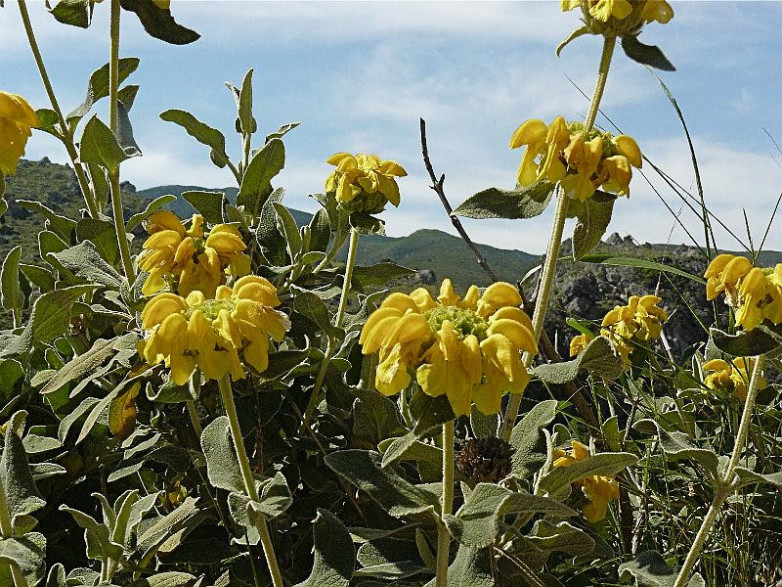 Phlomis fruticosa / Sauge de Jérusalem