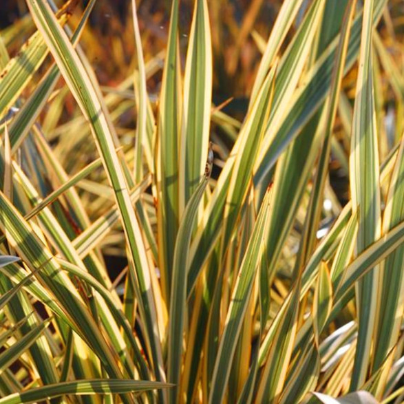 Phormium cookianum 'Golden ray'