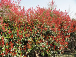 Photinia X Fraseri