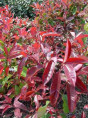 Photinia X Fraseri