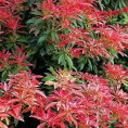 Pieris japonica 'Forest flame' / Andromède du Japon