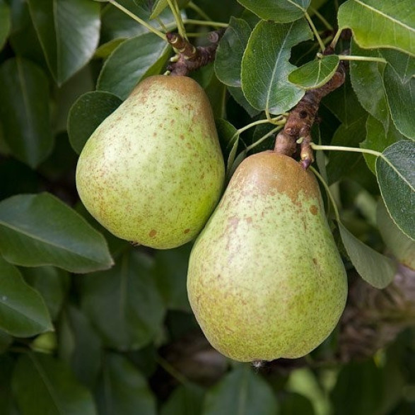 Pyrus communis 'Comptesse de Paris' / Poirier