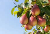 Pyrus communis 'Duc de bordeaux' / Poirier