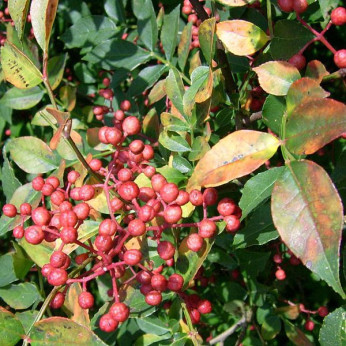 Zanthoxylum simulans / Poivrier de Sichuan