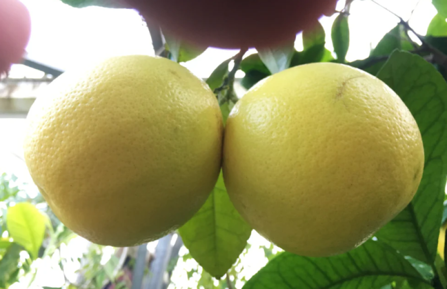 Citrus paradisi 'Marsh' seedless/ Pomelo