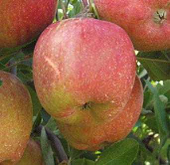 Malus domestica 'Bénédictin' / Pommier