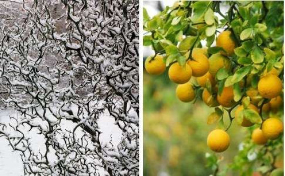 Citrus trifoliata flying dragon Poncirus