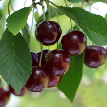 Prunus cerasus 'Oblaczynska' / Cerisier griotte noire