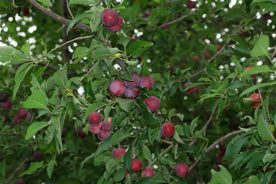 Prunus cerasifera / Prunier Myrobolan Porte greffe