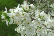 Prunus cerasifera / Prunier Myrobolan Porte greffe