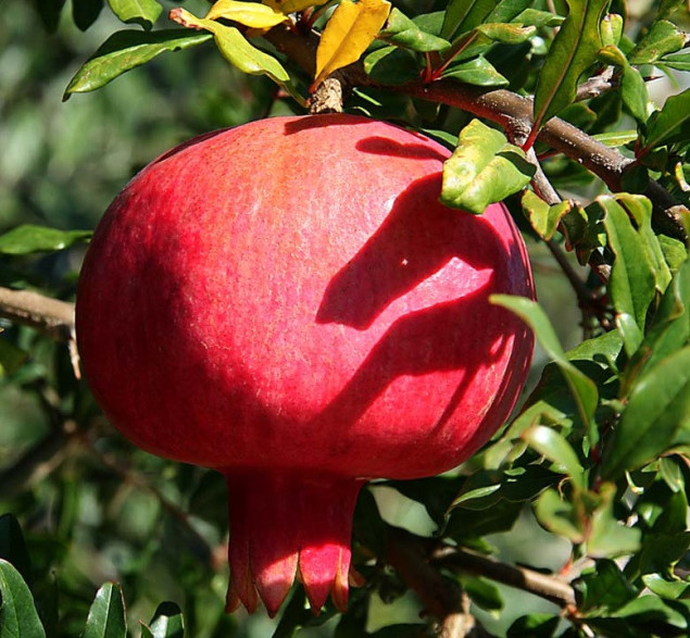 Punica granatum 'Provence' / Grenadier à fruits