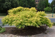 Rhus typhina 'Tiger eyes' / Sumac de Virginie