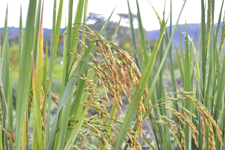 Oriza sativa 'Cigalon' / Riz