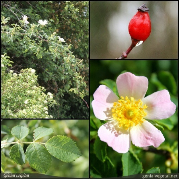 églantier, rosa canina