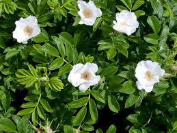 Rosa rugosa alba ( blanc) / Rosier comestible