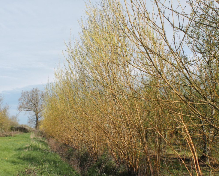 Salix viminalis / Saule / Osier des Vanniers