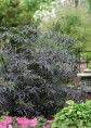 Sambucus nigra 'Black Lace' (Eva) / Sureau noir