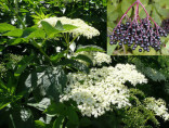 Sambucus nigra / Sureau noir